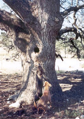 Red Lacy and Blue Lacy Dogs treed